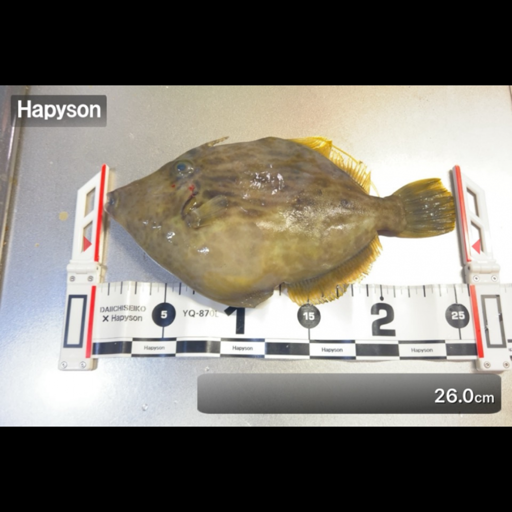 カワハギ/カワハギ仕掛け