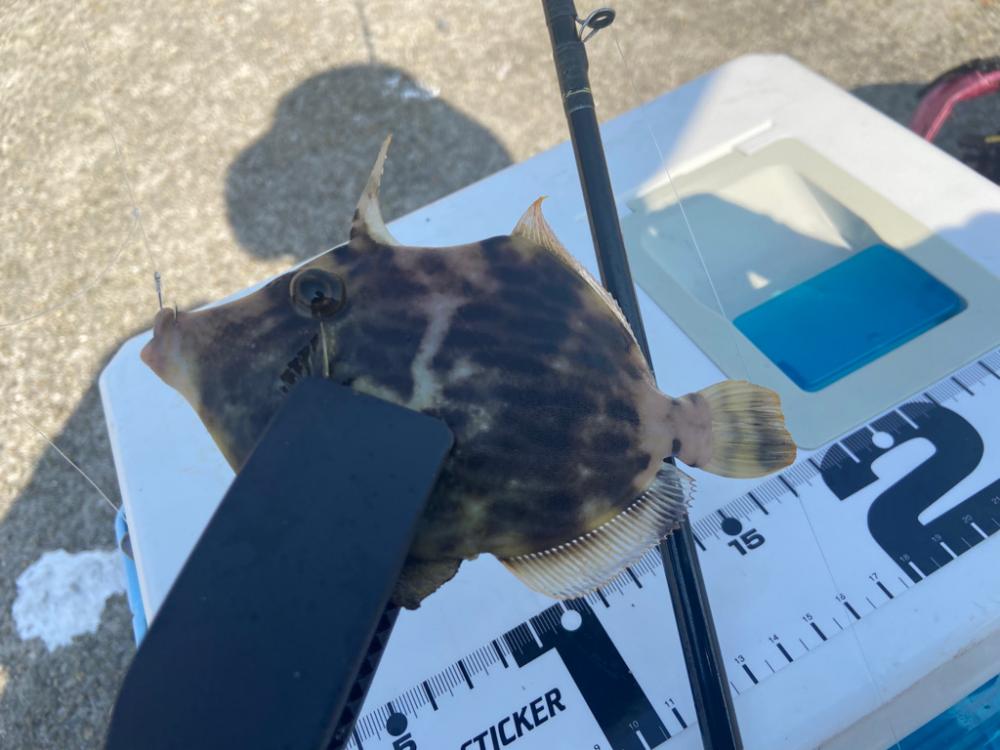 ちょい投げシロギスタの甘くないカワハギ