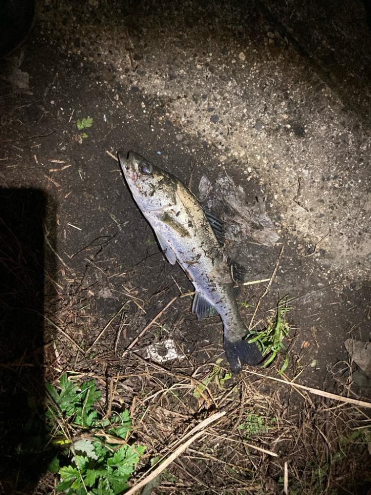 シーバスフィッシング