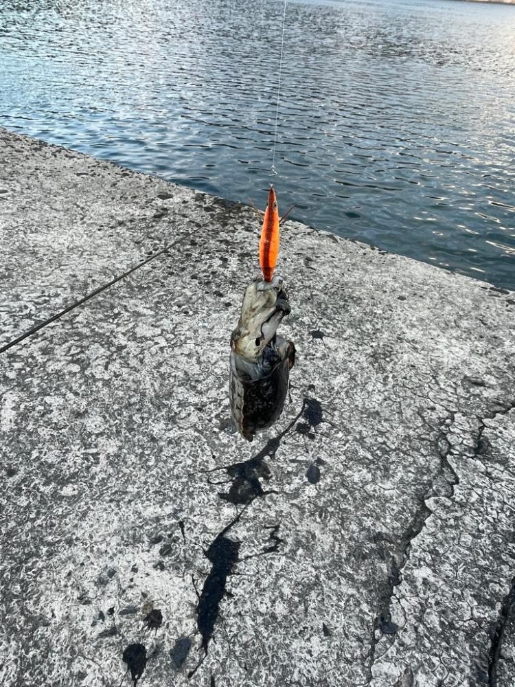 周防大島　エギング　遠投サビキ　二日目