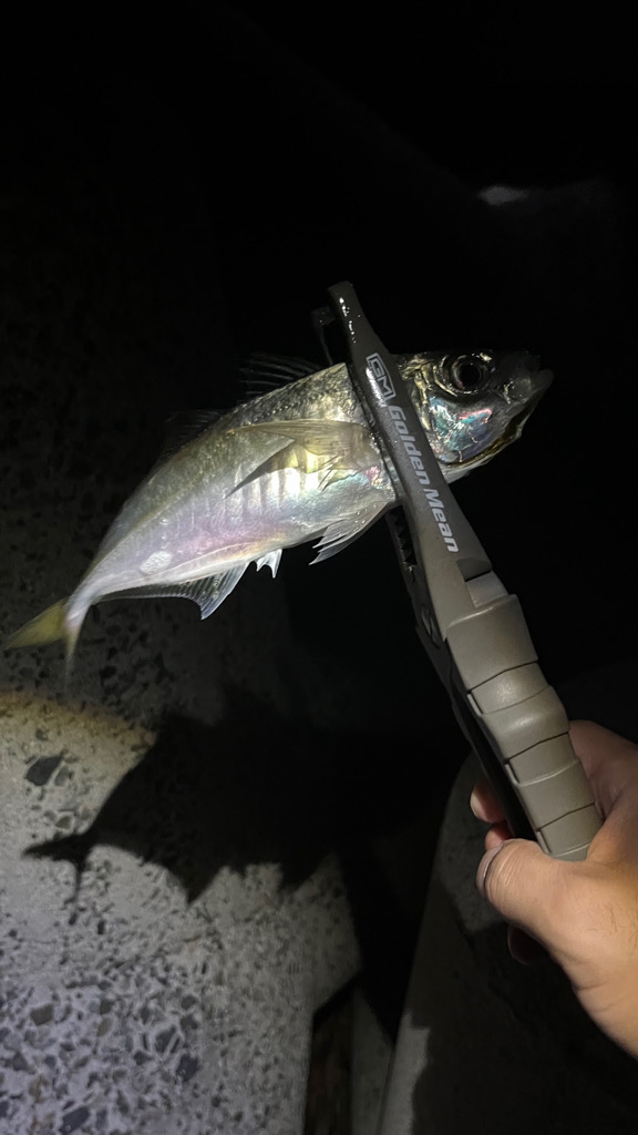 美味しい鯵(о´∀`о)