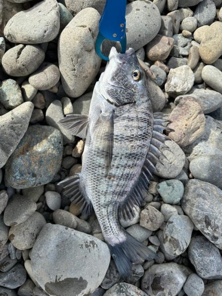 シーバス釣りでチヌ