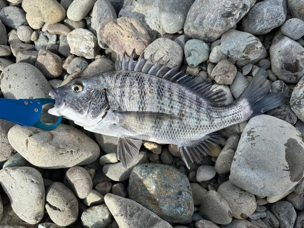 シーバス釣りでチヌ