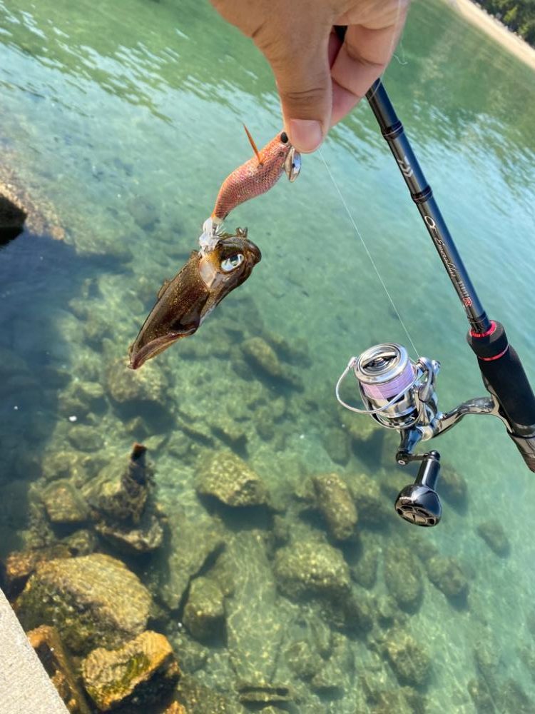 淡路島エギング