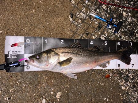 シーバスゲーム