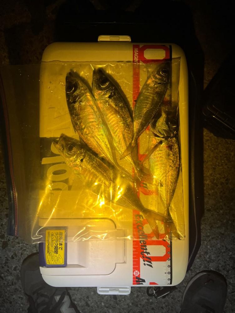 久しぶりにホームでアジング