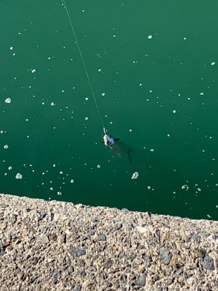 武庫一沖堤防釣行