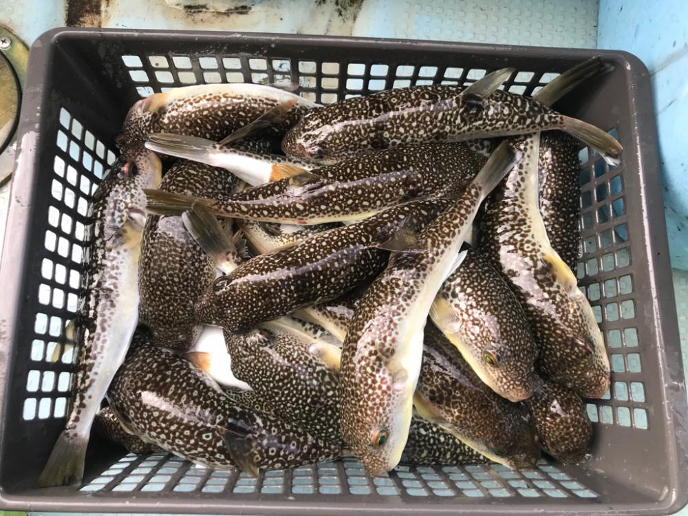 室津の秋フグ爆釣