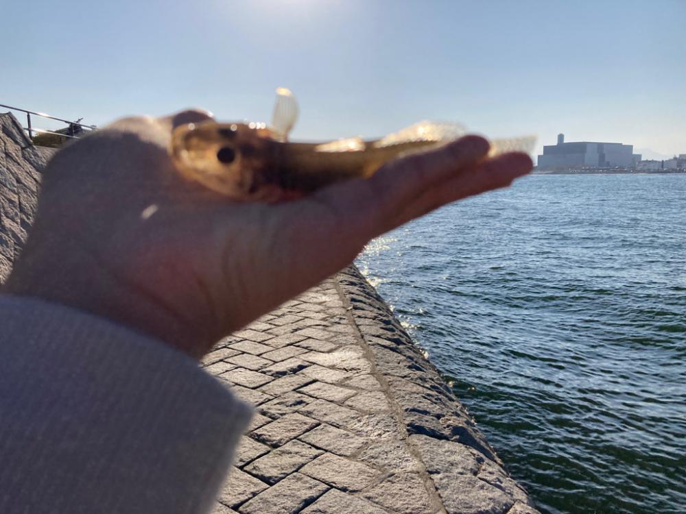 ハゼキス大漁！