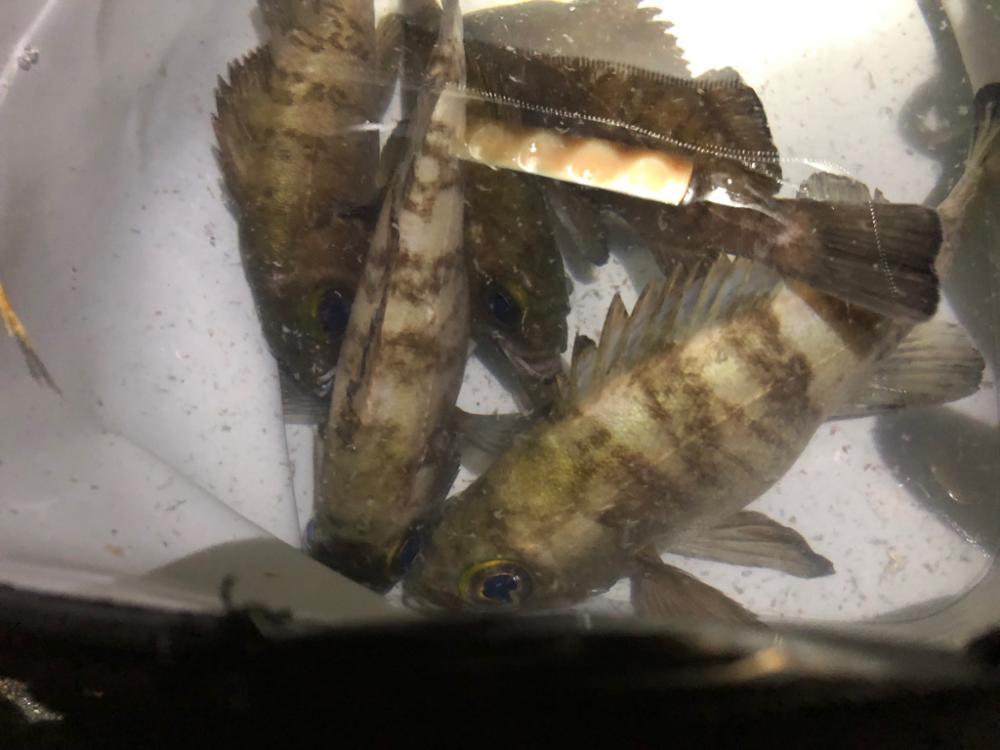 メバルシーズン到来