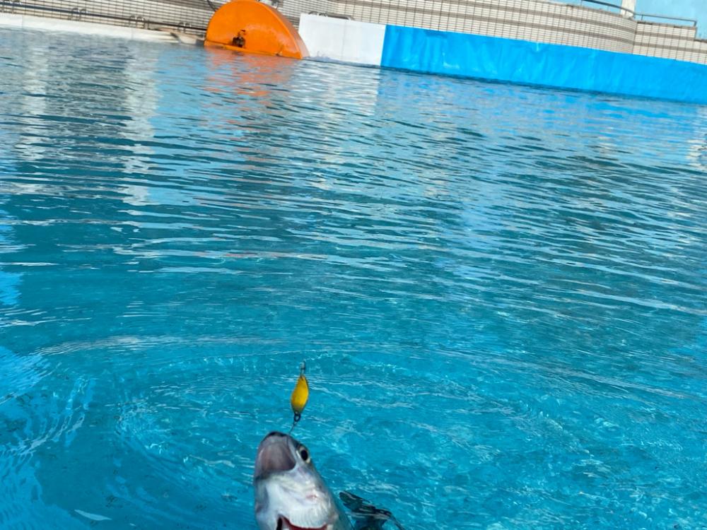 エリアトラウト 管釣り 亀岡