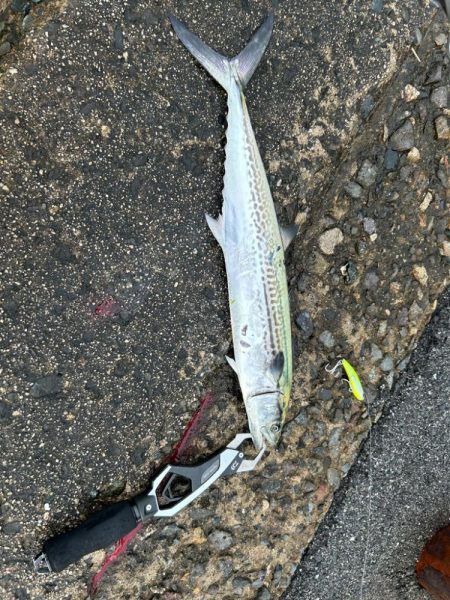 境水道でサゴシ