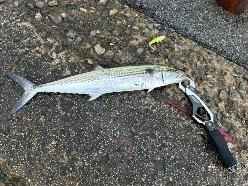 境水道でサゴシ