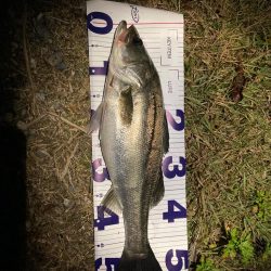 シーバスフィッシング