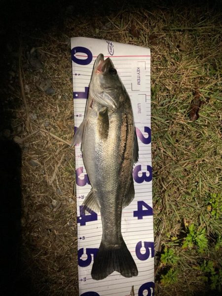 シーバスフィッシング