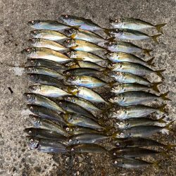 豆アジ多いが大漁