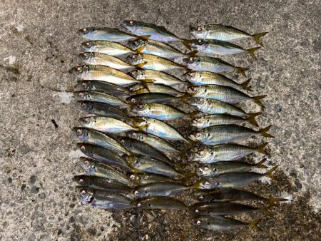 豆アジ多いが大漁