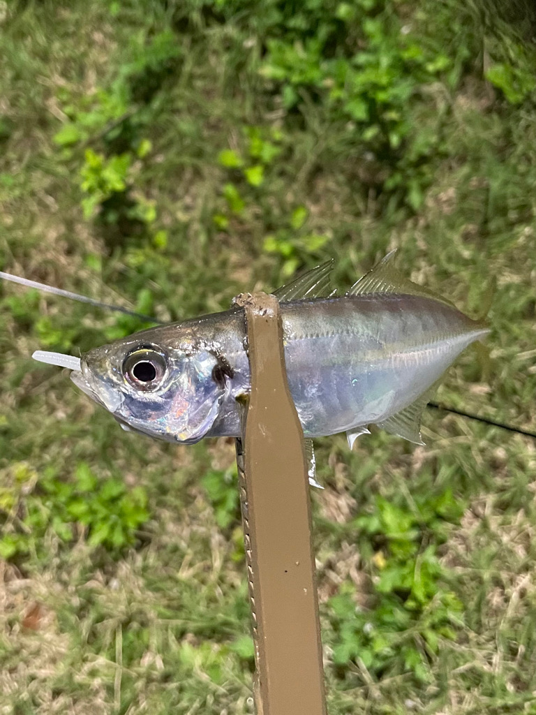 ジグ単de〜アジング♪hitからの悶絶