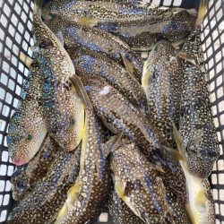 室津のカットウ釣り