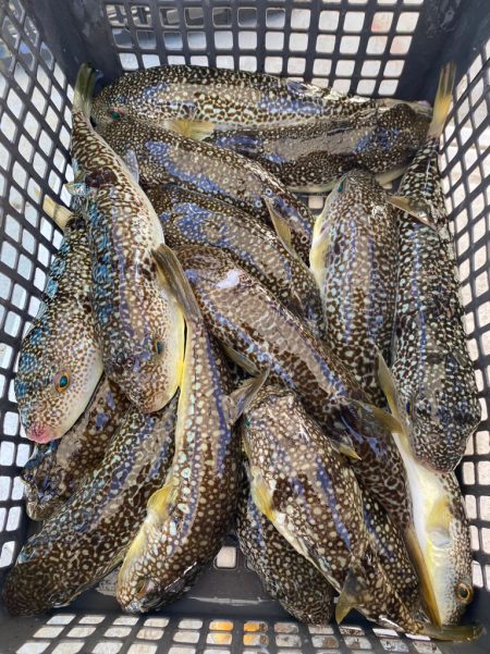 室津のカットウ釣り