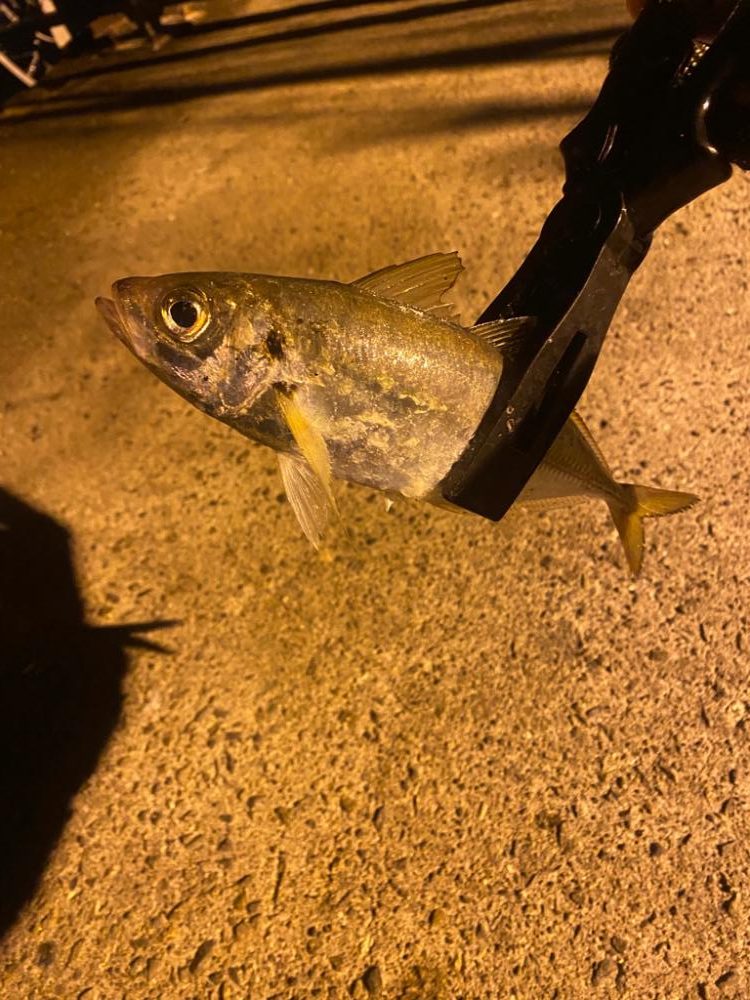 豆アジ無限に釣れる