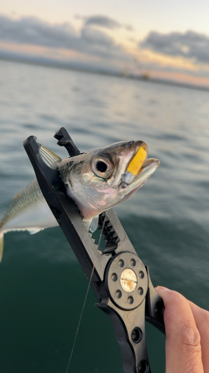 またまたアジングで六目達成♪