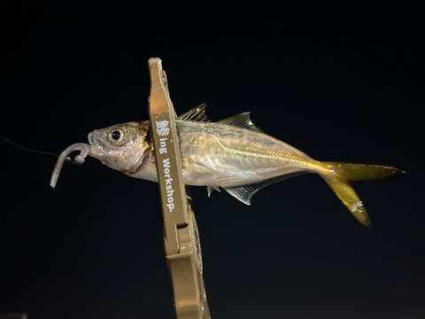 秋のアジを求めて2