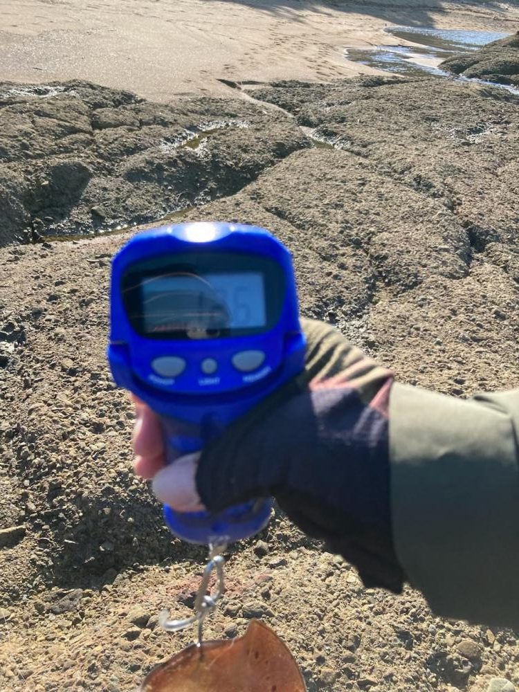 秋イカ!びっくり!キロオーバー!!