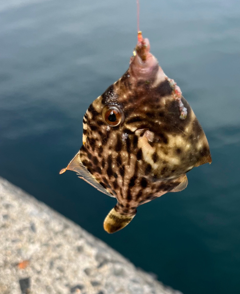 カワハギ釣り