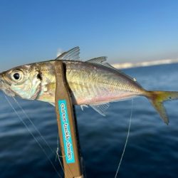 アジさん回遊中