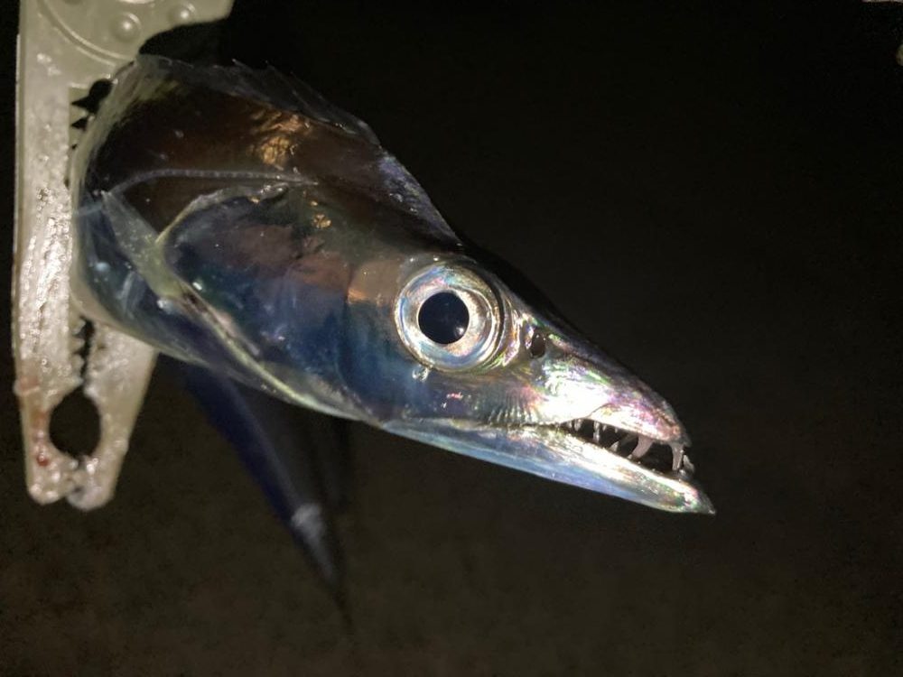 タチウオ探し〜(^O^)