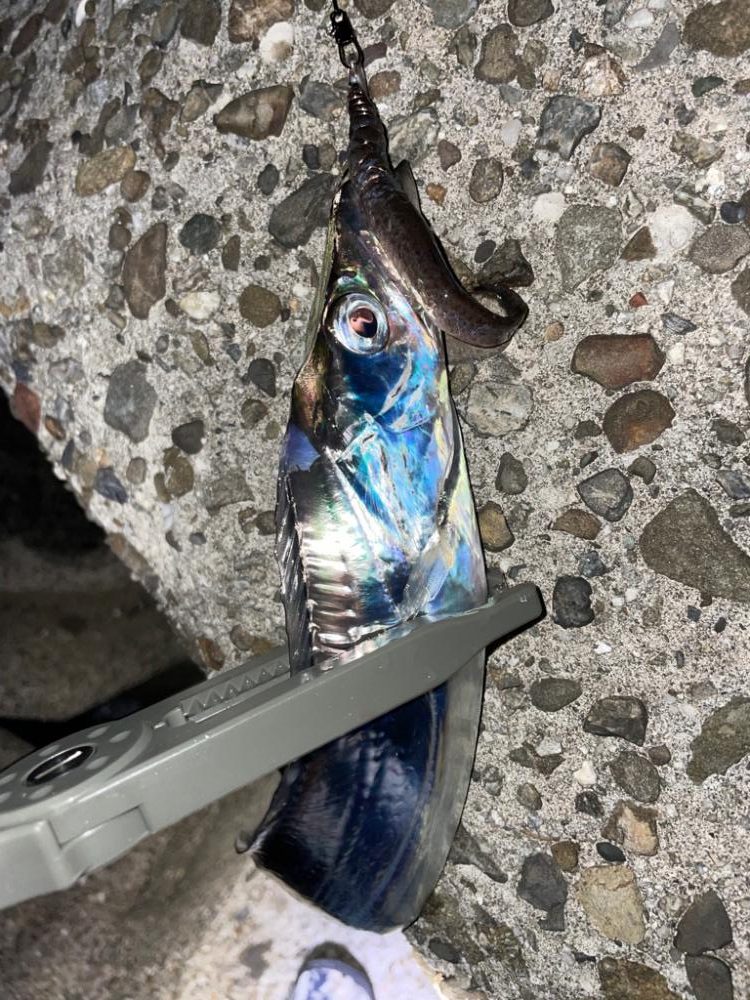 まだまだタチウオ