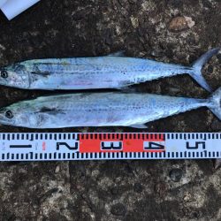 サゴシラッシュ！