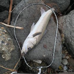 ランカーシーバス