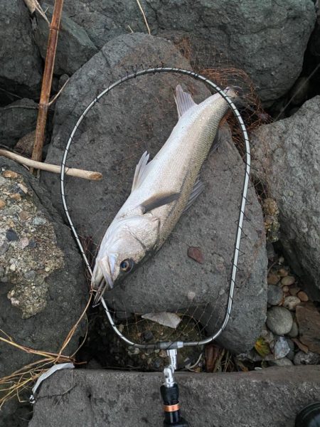 ランカーシーバス