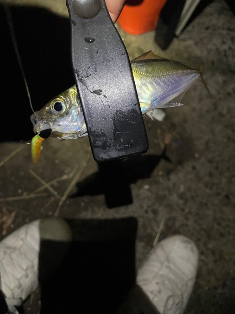 ナイトアジング大阪湾