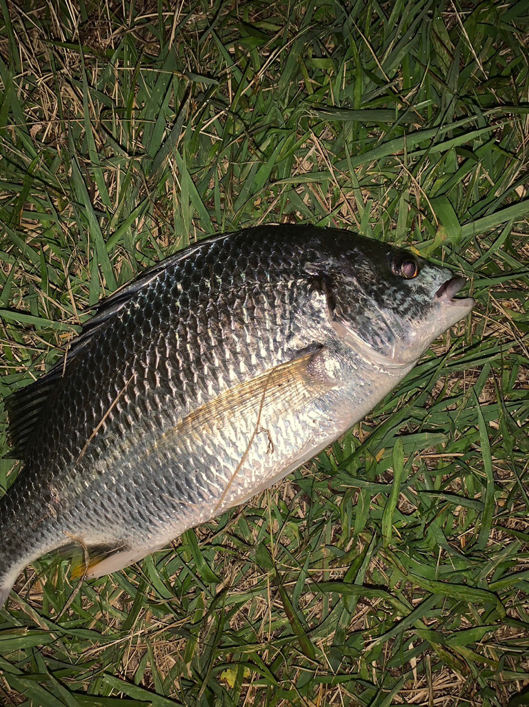 淀川のチニング