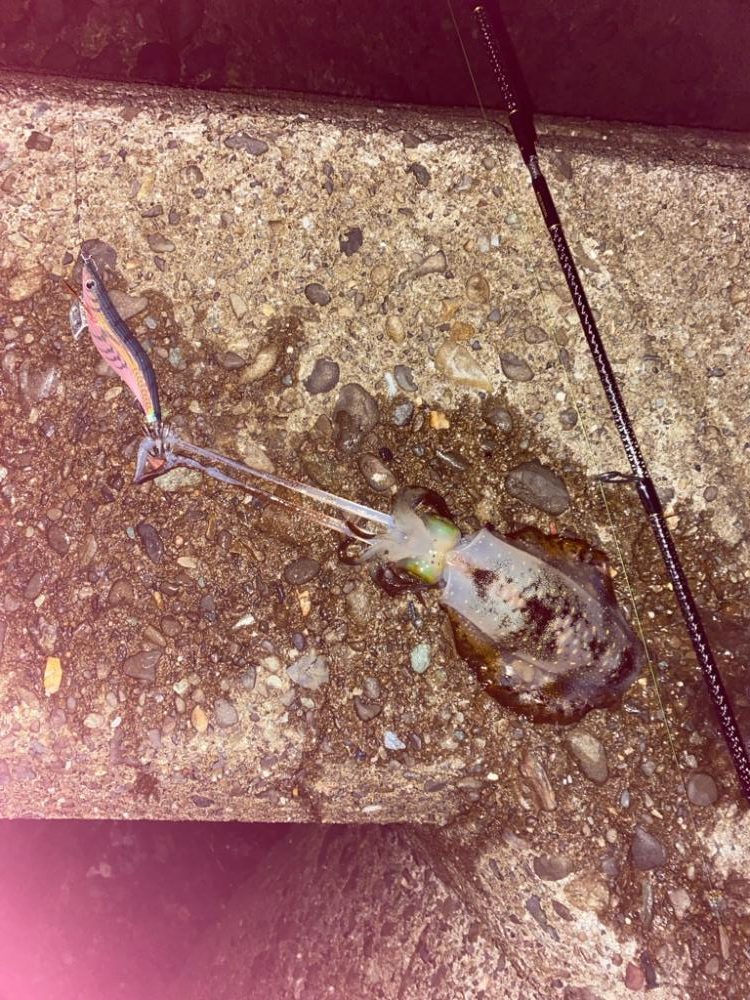 おひさのエギング