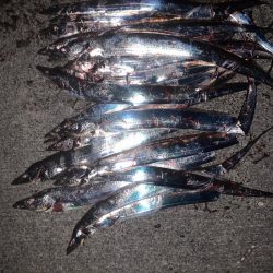 タチウオ、復活！