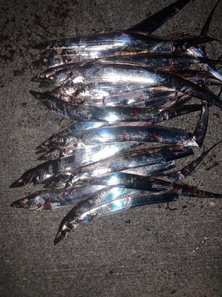 タチウオ、復活!