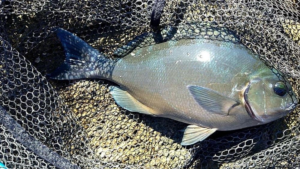人生初の串本釣行