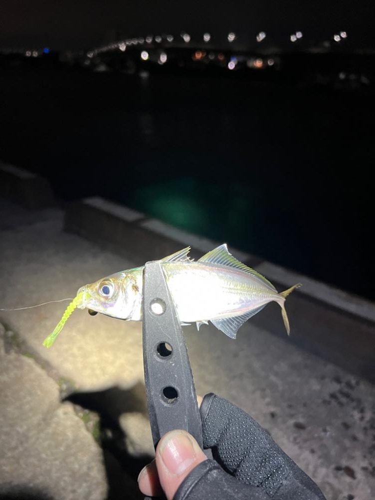 爆風アジング!!!