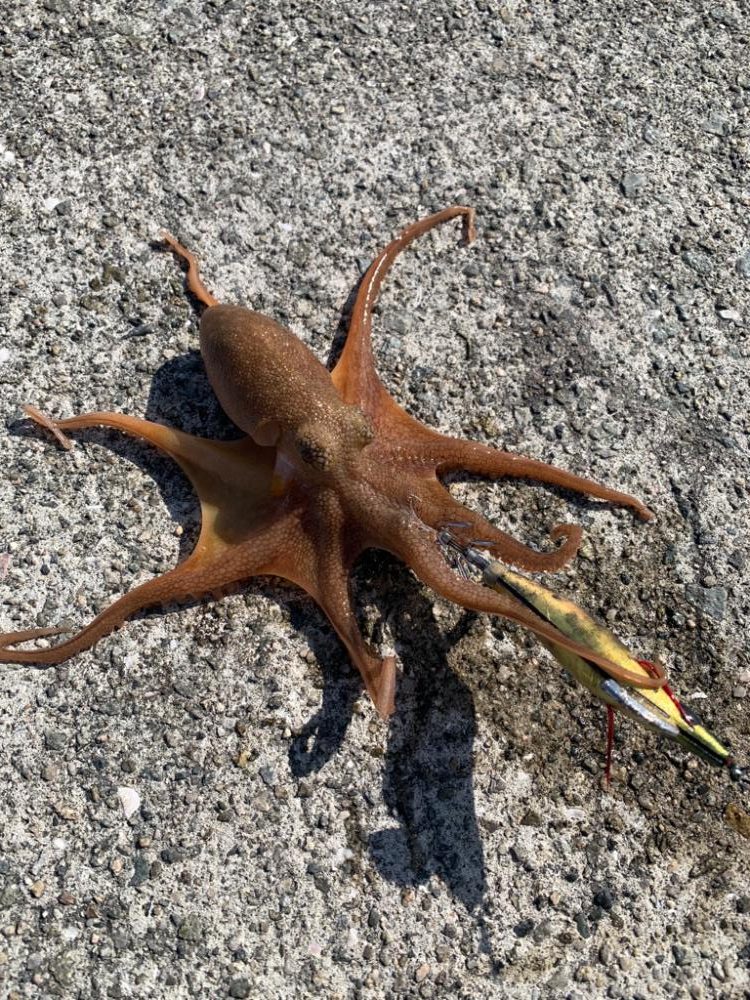 初めての淡路島ランガンエギングですが…