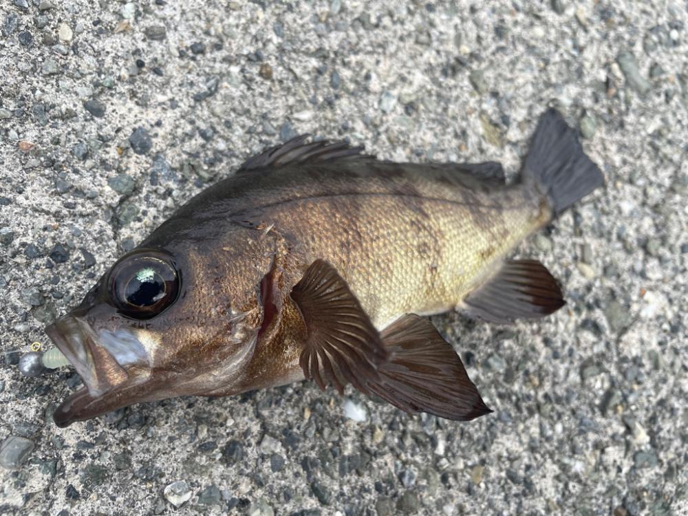 のませのつもりがまさかの