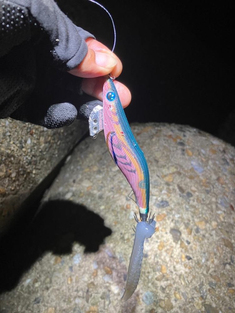 アオリイカ 何とか1杯σ(^_^;)