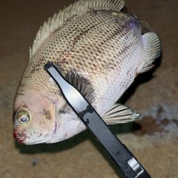 初めてのシマイサキ