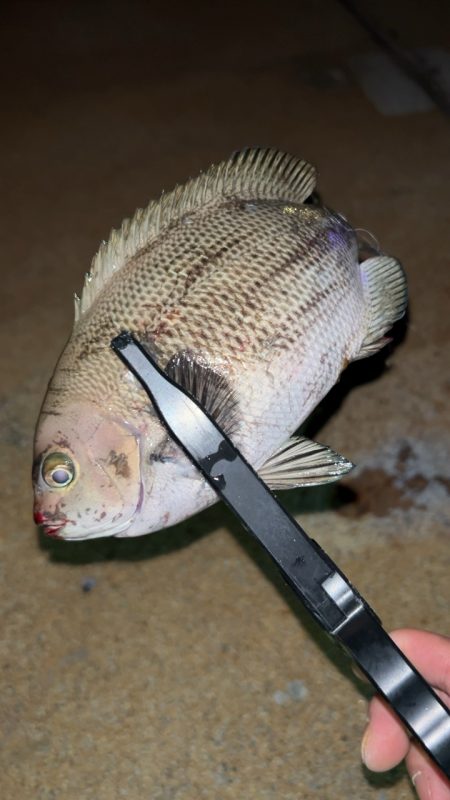 初めてのシマイサキ