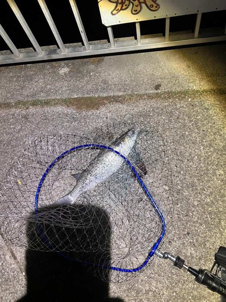 鱗付なるのか!?