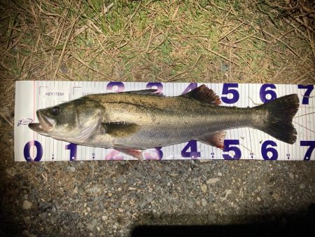 シーバスフィッシング