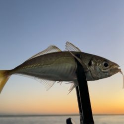 デイアジング♪